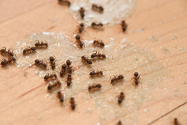 Best Wasp Removal Services  in Richmond Heights, FL